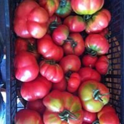 tomates huerto